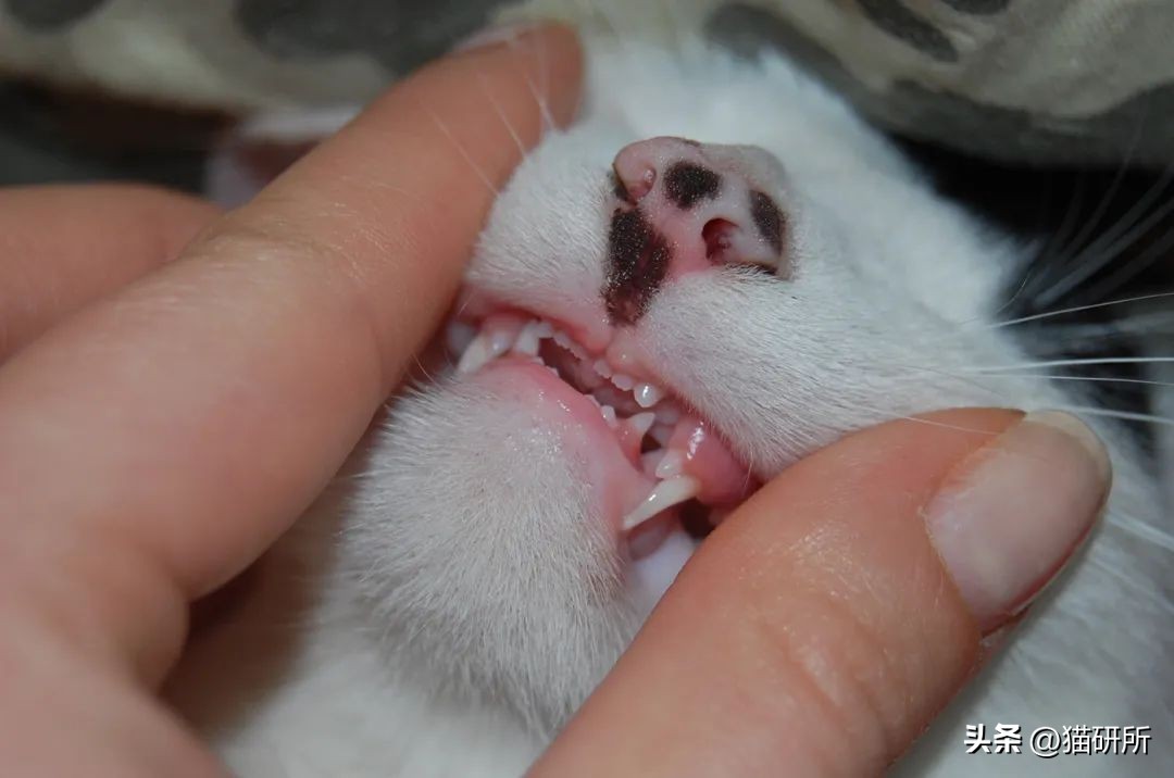 猫咪的腿瘸了可以用什么方法治疗,猫咪没有受伤但是瘸吃什么药