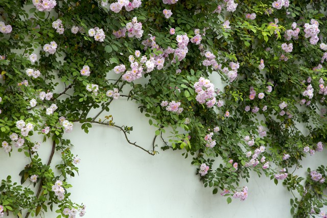 蔷薇花的古诗词,关于蔷薇花的古诗词大全