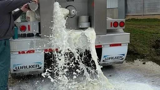 为什么宁愿倒掉牛奶也不愿低价卖,牛奶为什么倒掉也不能卖