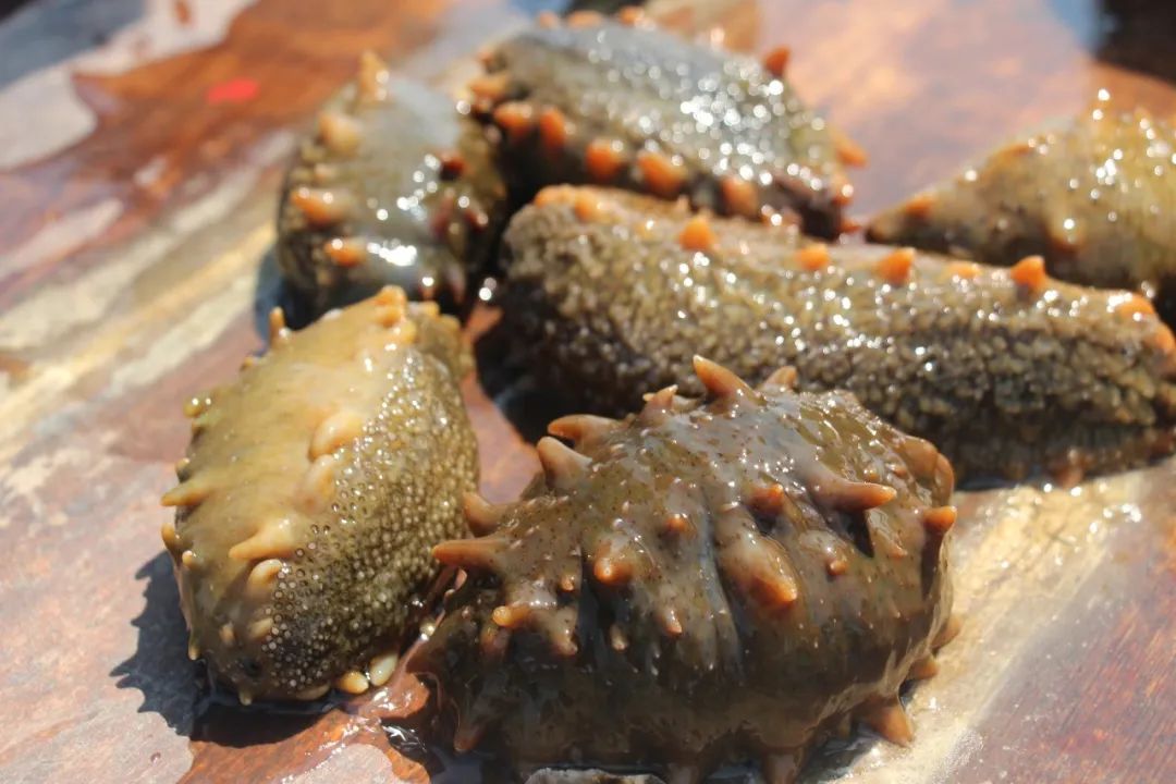 开珍品堂海参店多少钱,珍品堂海参小店