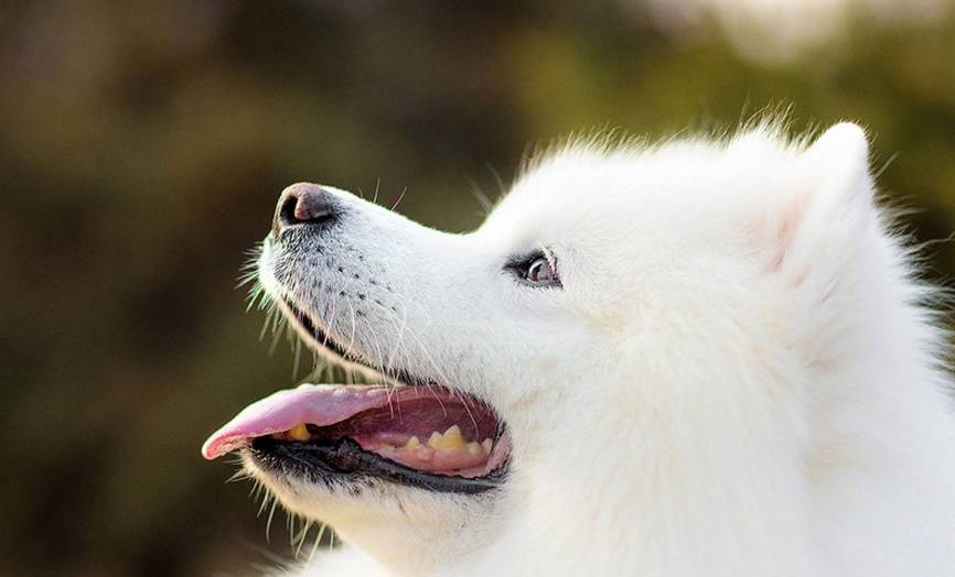 萨摩耶怎么养毛才好看,萨摩耶犬的毛发怎么样养漂亮