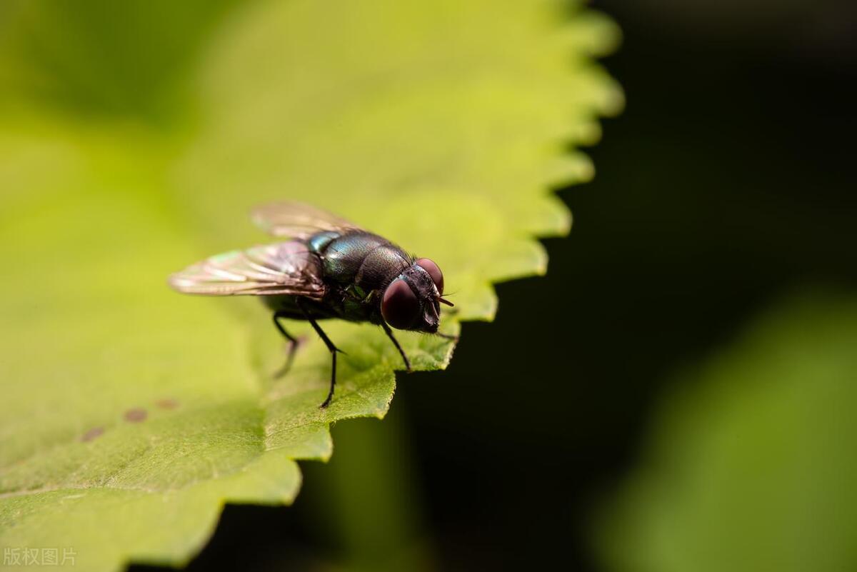 餐饮店苍蝇怎么消灭最彻底最有效,养殖场苍蝇怎么消灭最有效