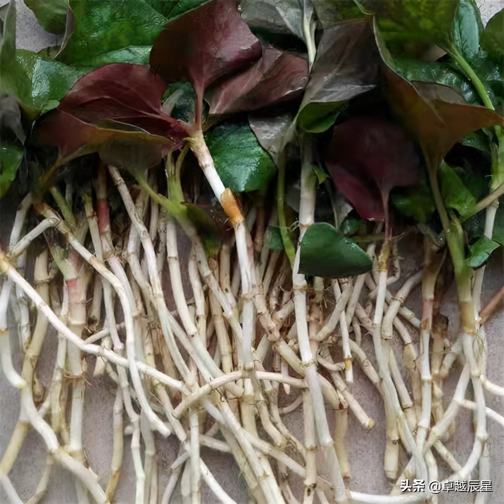 农村最美味的野菜你们吃过吗,小时候农村随处可见的野菜