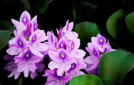 不锈钢强磁水处理器,环形强磁水处理器