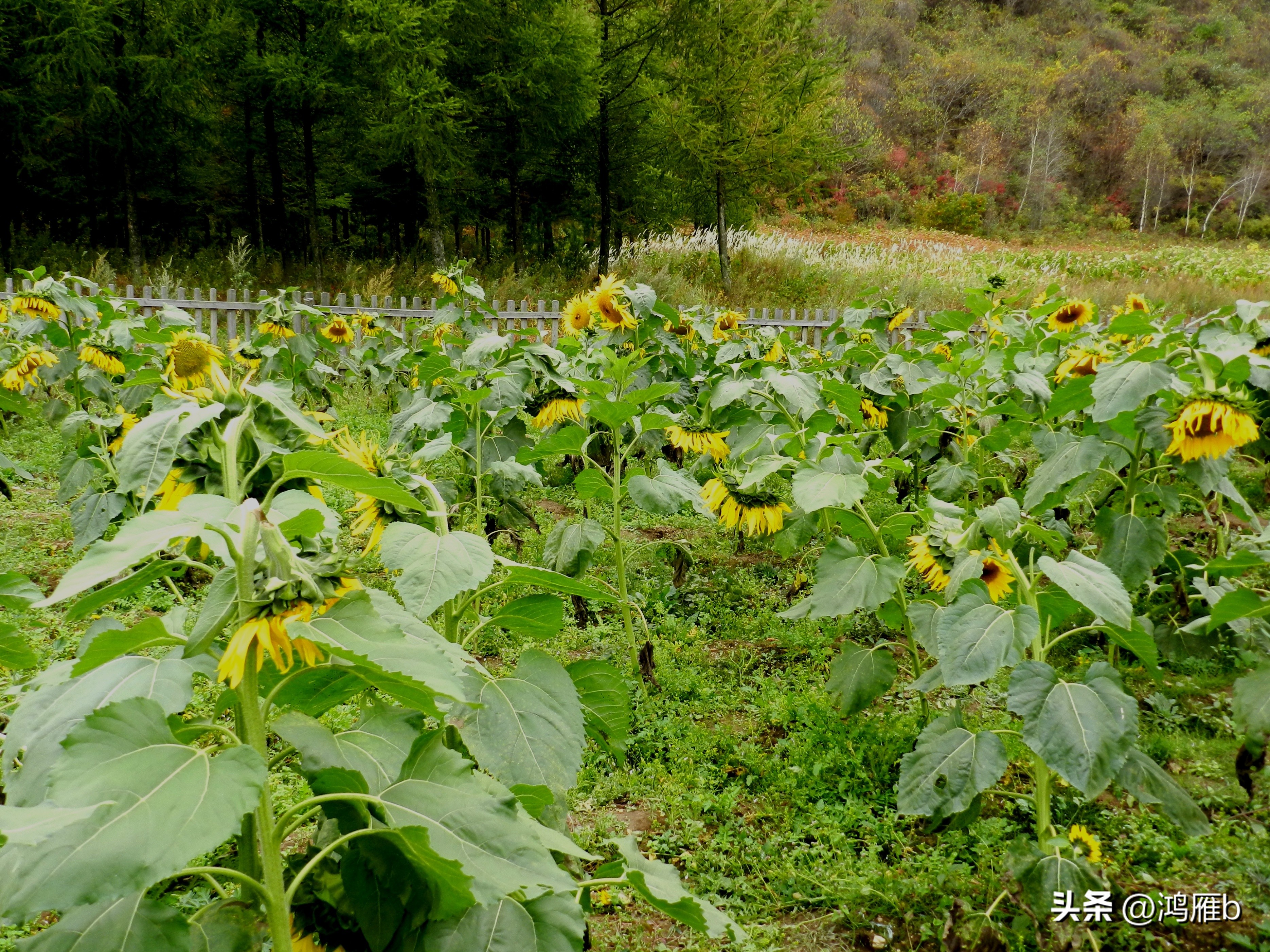 本溪温泉汤沟门票价格,本溪花溪沐枫雪温泉小镇