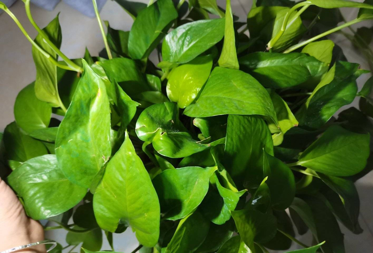 刚装修的房子里适合养什么花,刚装修好的房子养什么花最好