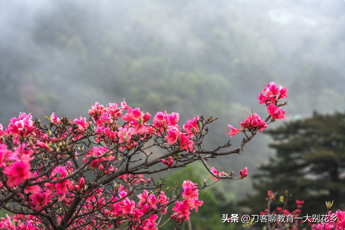 围棋国手李喆,鲍海涛鹿邑