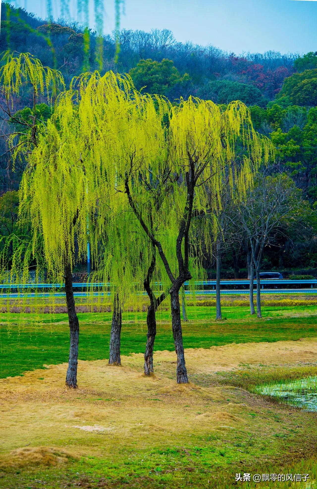 有关柳的诗句唐诗宋词,唐代诗人写的咏柳