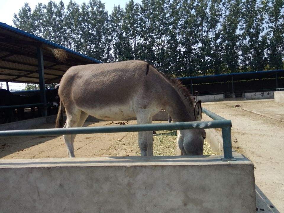 肉驴养殖方法和时间和技巧,肉驴养殖注意事项有哪些