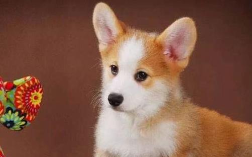 柯基去除狗体味的妙招,柯基幼犬体味大怎么办