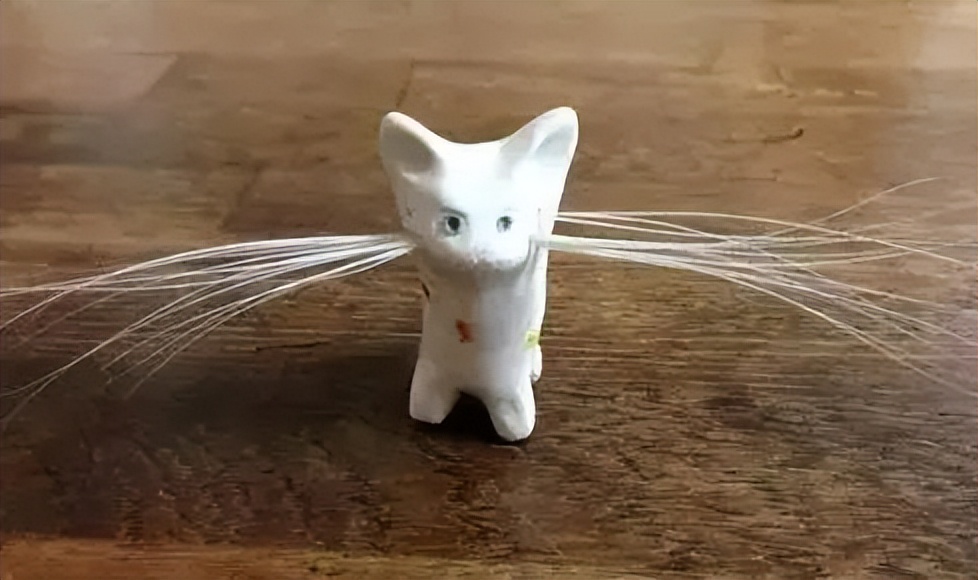 猫咪的胡须可以带来好运,为什么很多人喜欢收集猫咪的胡须