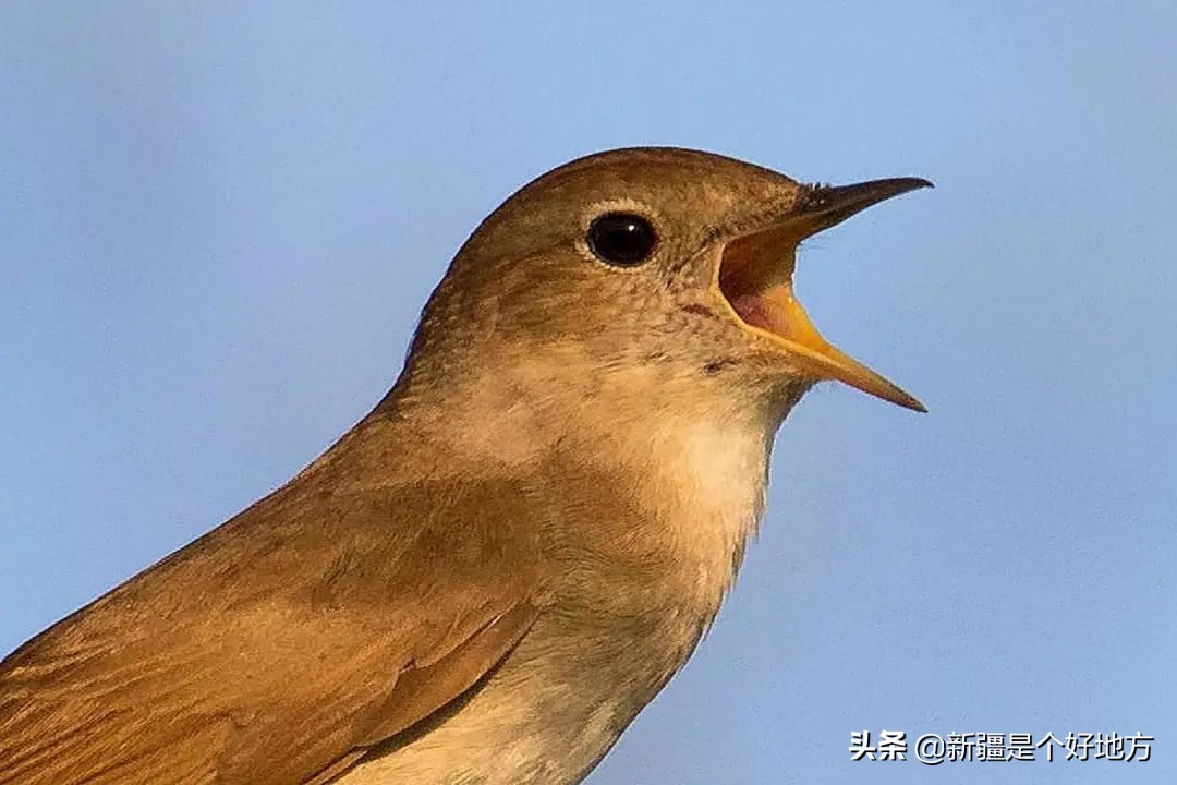 “悦”读*疆新**|芳邻