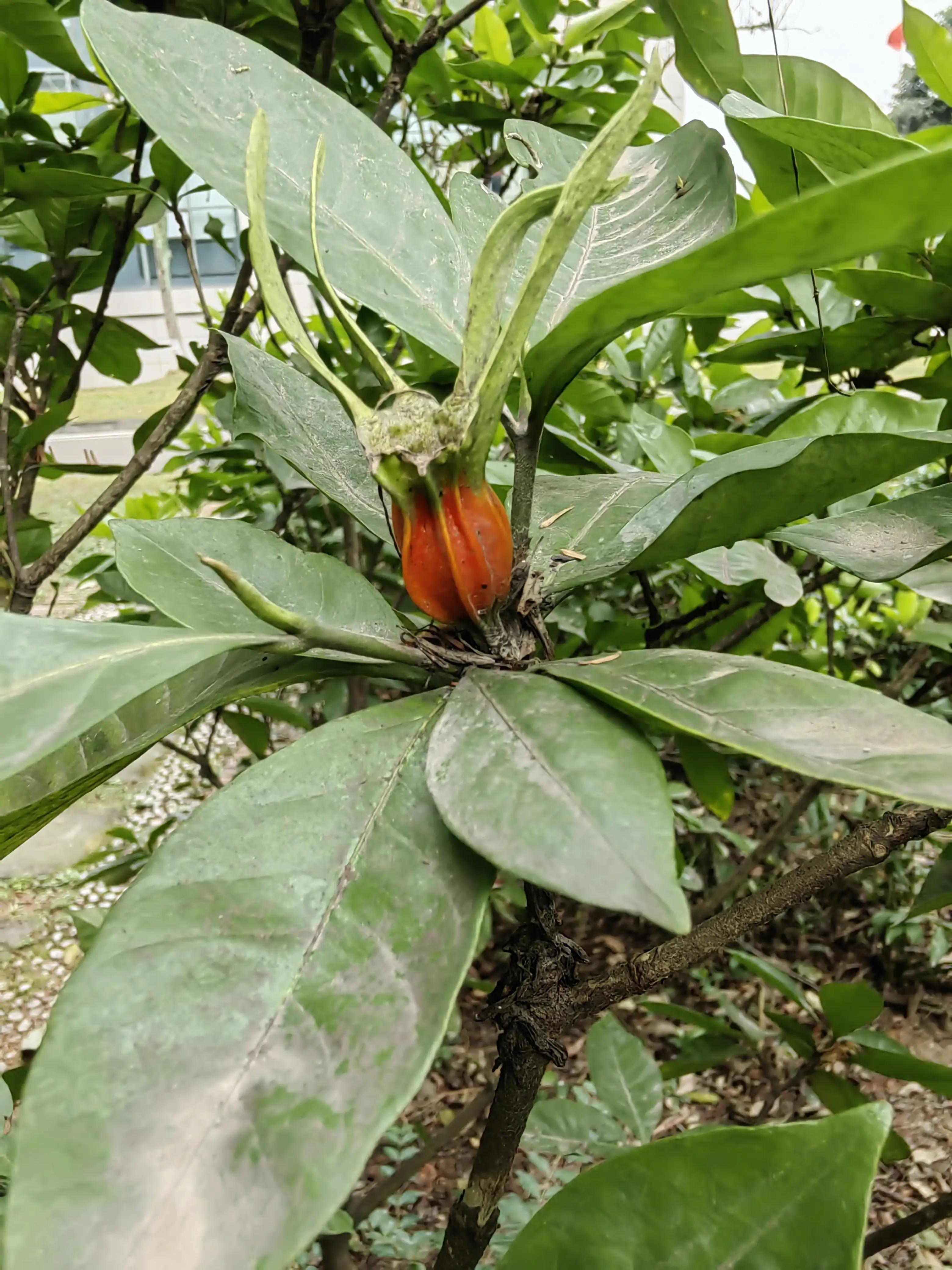 独树一枝桃花,独树一枝秀