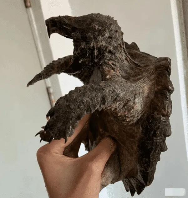 以前不理解别人养宠物,小鳄龟为啥养着养着就断尾了