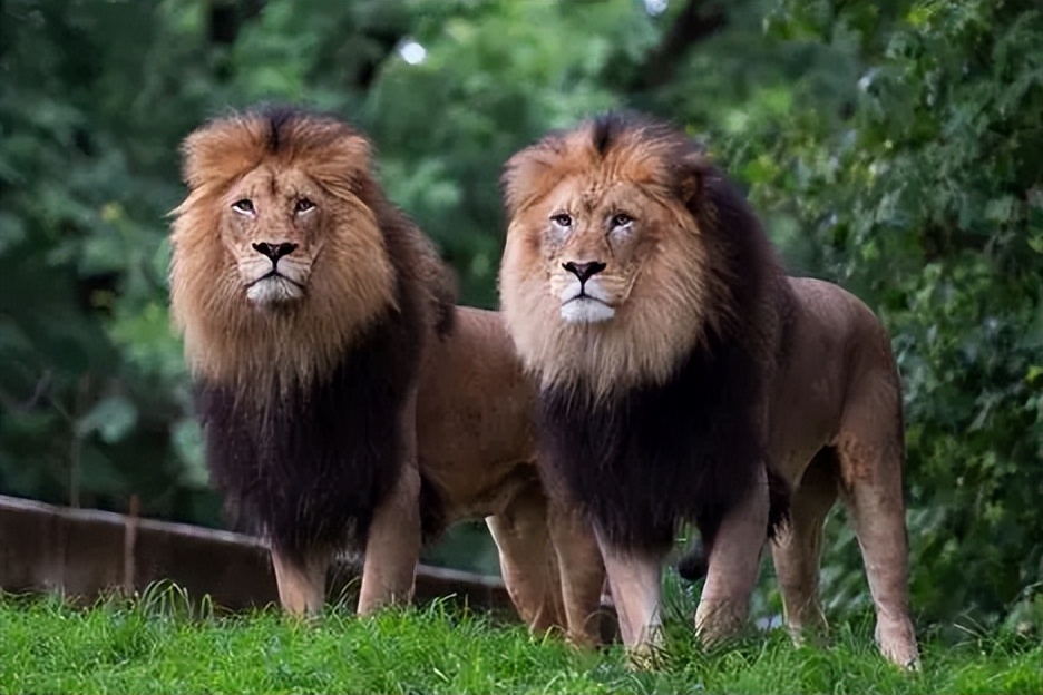 67岁老人闯入狮子园被狮子拖,男子误入狮子园狮口脱险