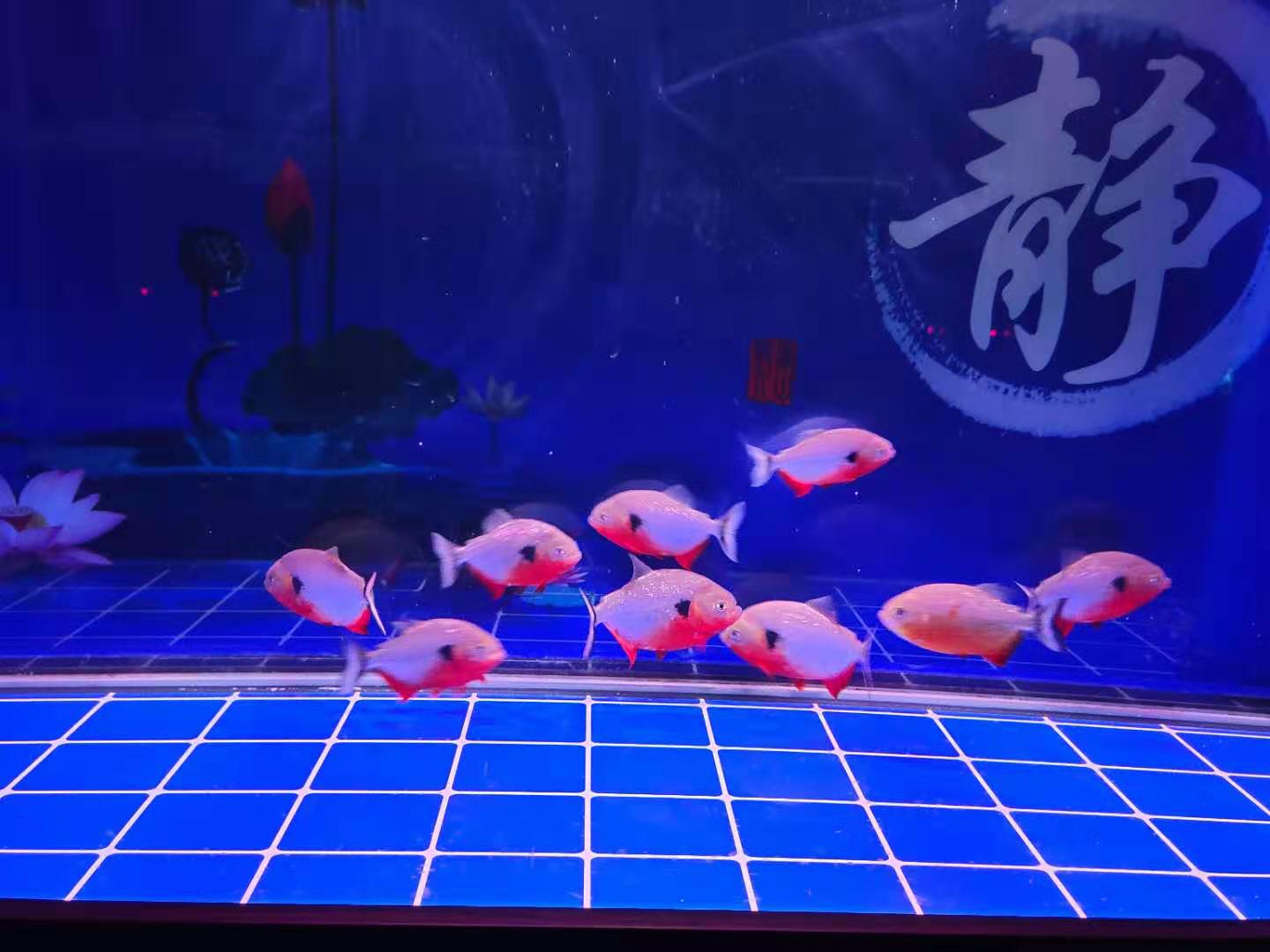 鱼缸清理换水用消毒过滤器材吗,鱼缸用水霉净消毒后马上要换水吗