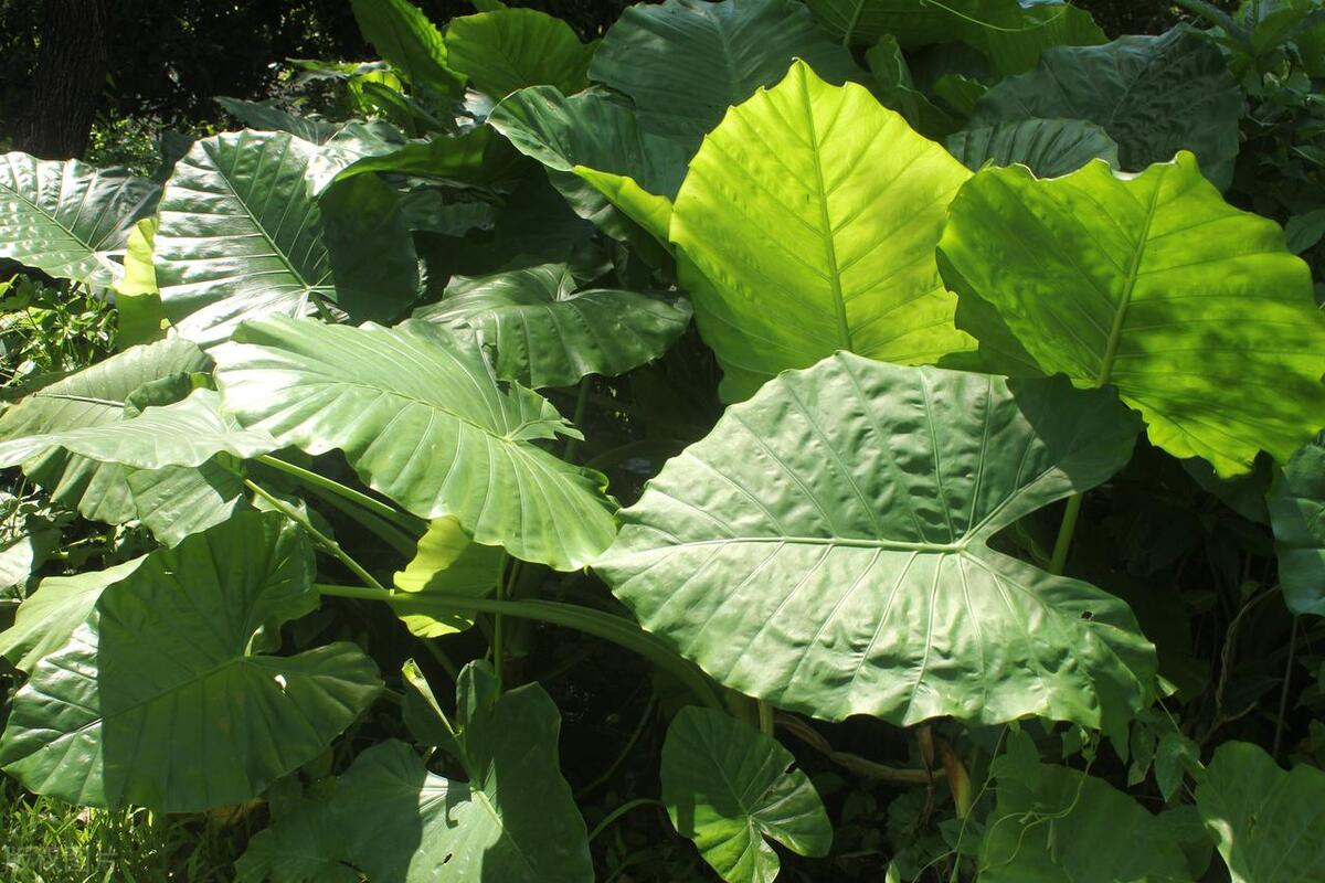 滴水观音的根烂了怎么办,滴水观音烂根了怎么回事