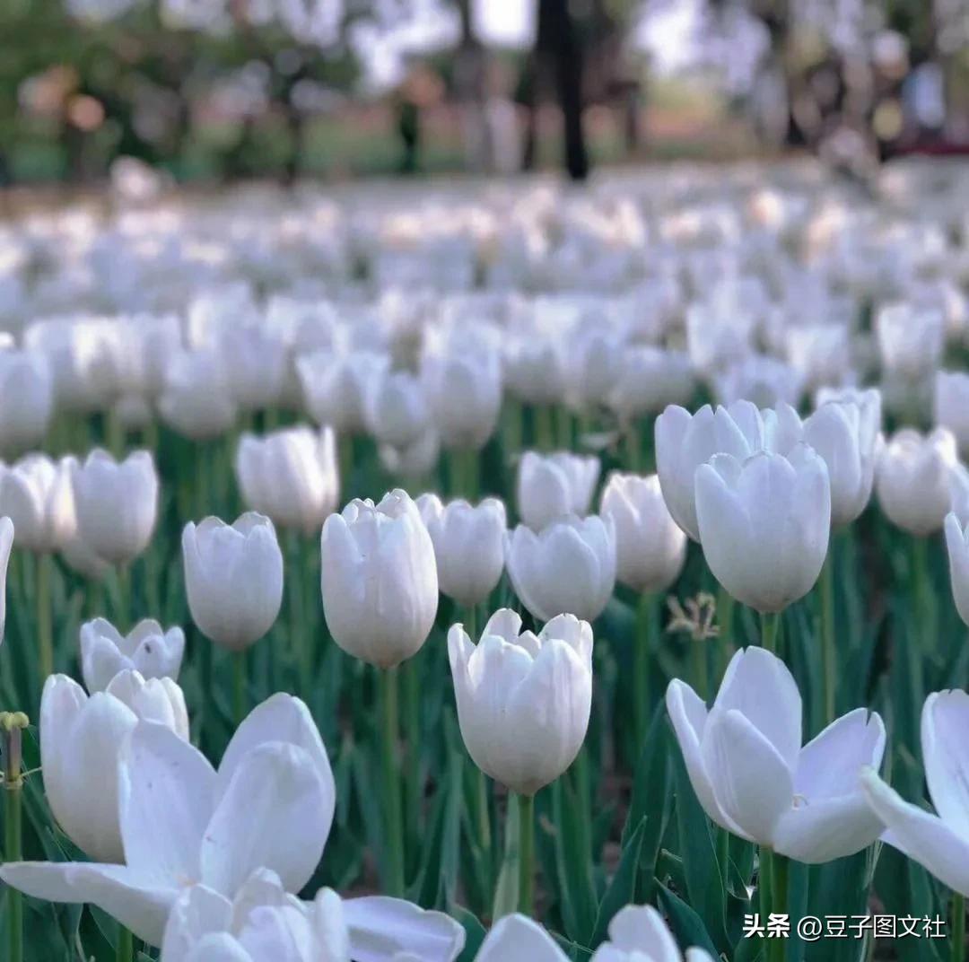 郁金香的花貌和郁金香的花语,各种颜色郁金香的花语是什么