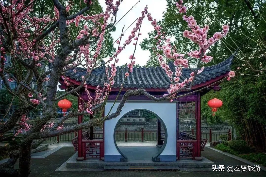 赏梅胜地梅园,赏梅好时节