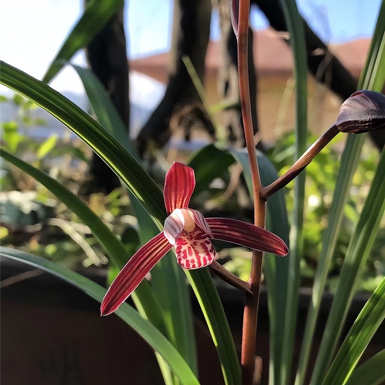 此兰花被誉为国兰第一红,最有国兰韵味的兰花