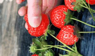 甜甜的草莓很好吃,好吃的草莓酸酸甜甜