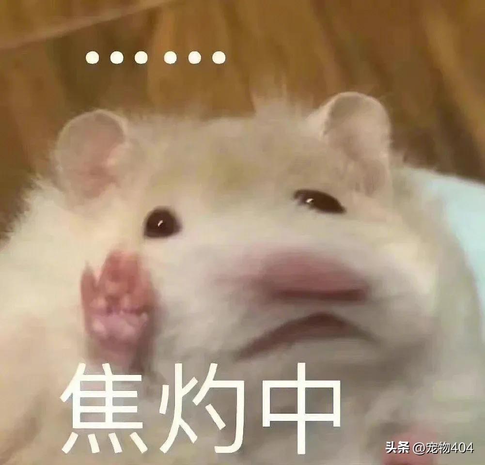 金毛在家里养总掉毛有什么好办法,穷人养3个多月的金毛最好的方法