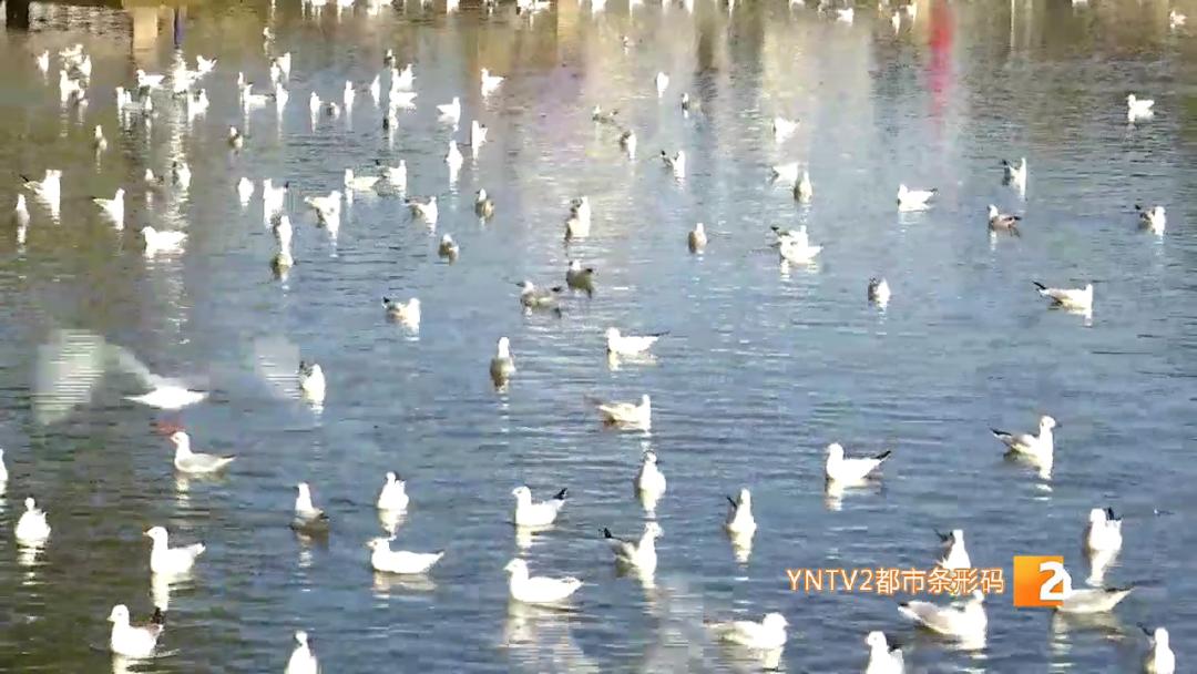 元旦假期或迎首个旅游高峰,元旦春节或迎出游新高峰