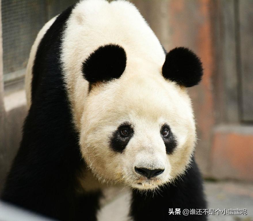 每天认识一只大熊猫和花,每天认识一支大熊猫