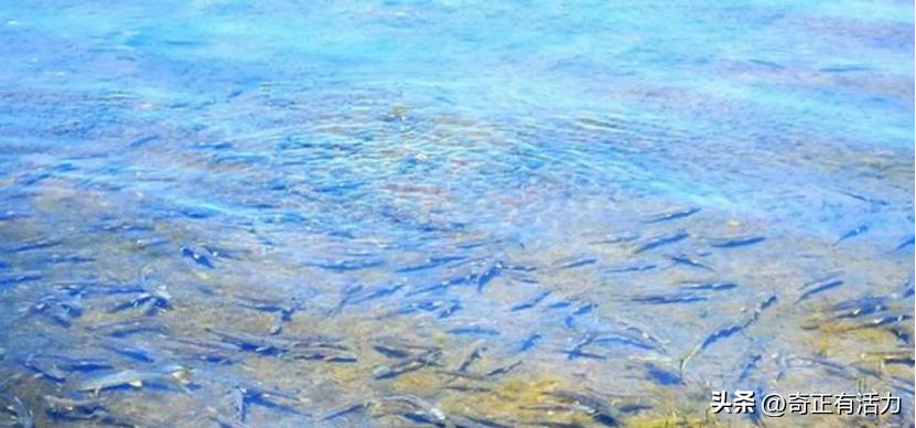 遇见青海最美的湖,遇见美丽的青海湖