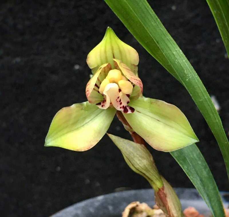 春兰生长最合适的季节,春兰的形态特征及生长习性