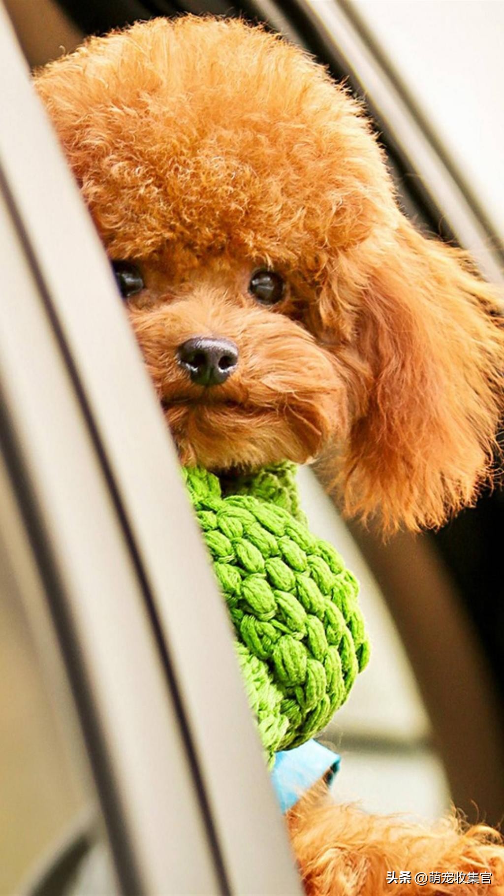 女生第一次养什么狗狗比较适合,女生第一次养狗适合养什么中型狗