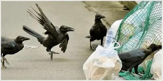 鬼子的“国鸟”