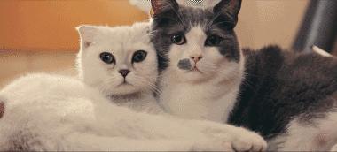 公猫和母猫是如何“交配”的？