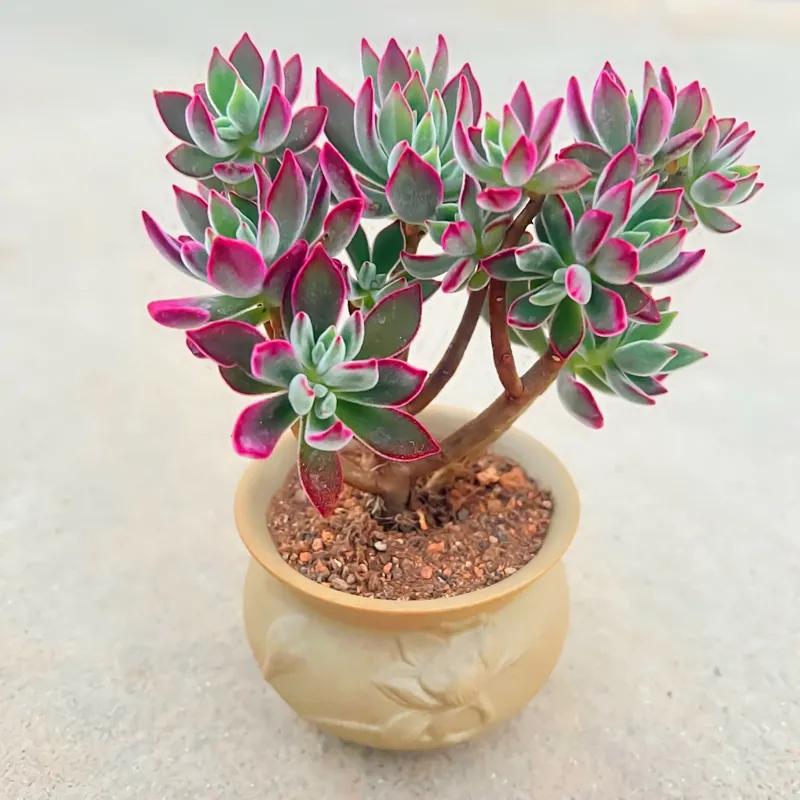 夏天多肉淋了雨怎样处理,普通土养多肉蔫巴了怎么补救