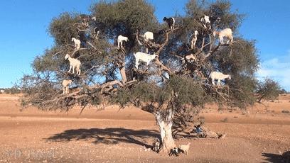 摩洛哥踢球干净吗,摩洛哥的羊为什么上树