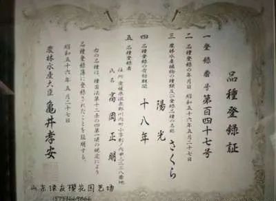 染井吉野樱花是什么樱花,大岛樱花和染井吉野樱的区别