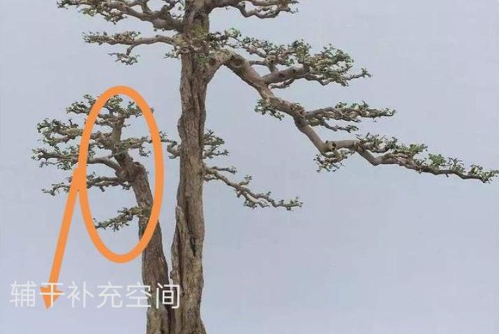 双杆盆景取舍图片,双杆盆景距离远怎么造型