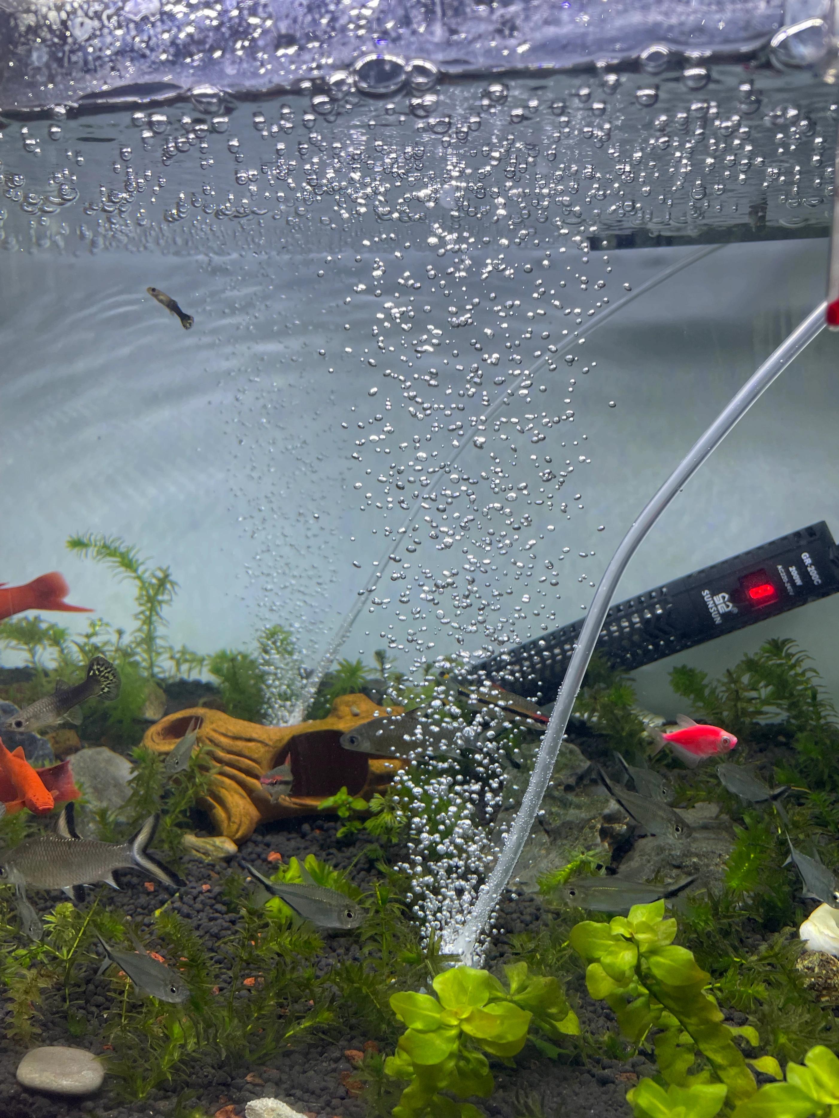 小鱼缸氧气泵需要一直开着吗,鱼缸需要一直开着氧气泵吗