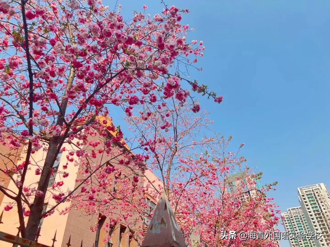 海青外国语实验学校小升初,海青外国语实验学校初中部怎么样