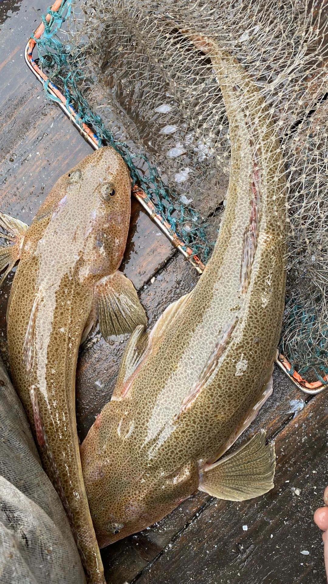 鱼类食材大全名称图片,鱼类菜谱大全100种