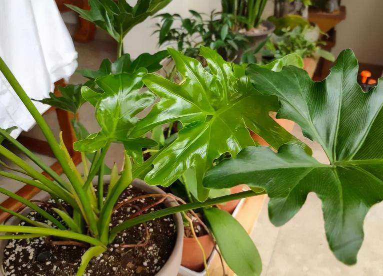 这十种花会招来鬼家里千万别养,家里养3种花忌讳