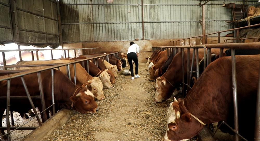 用什么料喂牛养得快,喂牛怎么喂才长得又快又肥