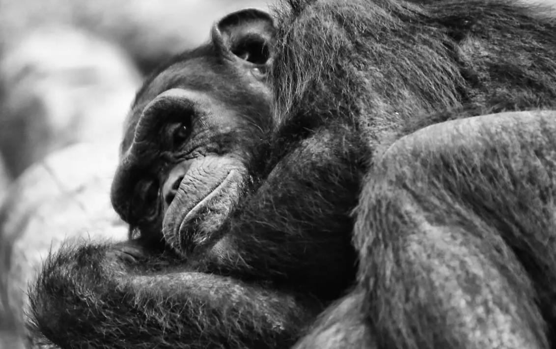 动物园的猩猩感染烟瘾,母猩猩染上烟瘾