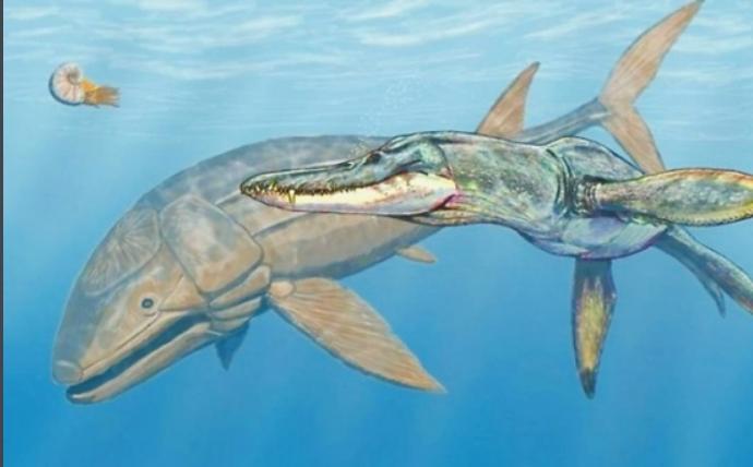 辐鳍鱼的进化史,肉鳍鱼辐鳍鱼