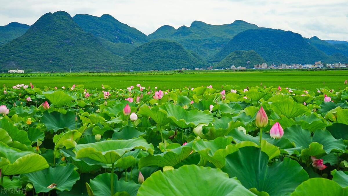 普者黑有哪些风景点,普者黑山水美如画