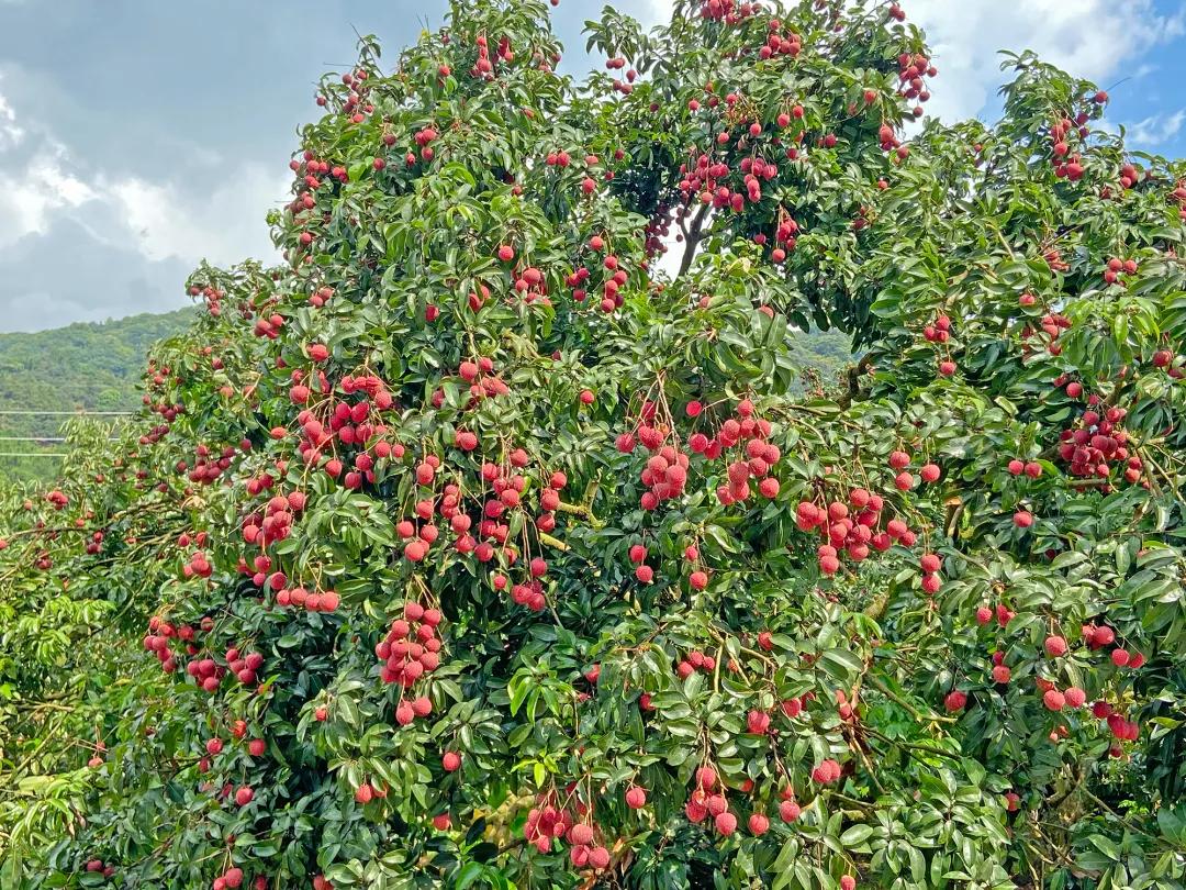 从化东成荷花园,从化摘荔枝之旅