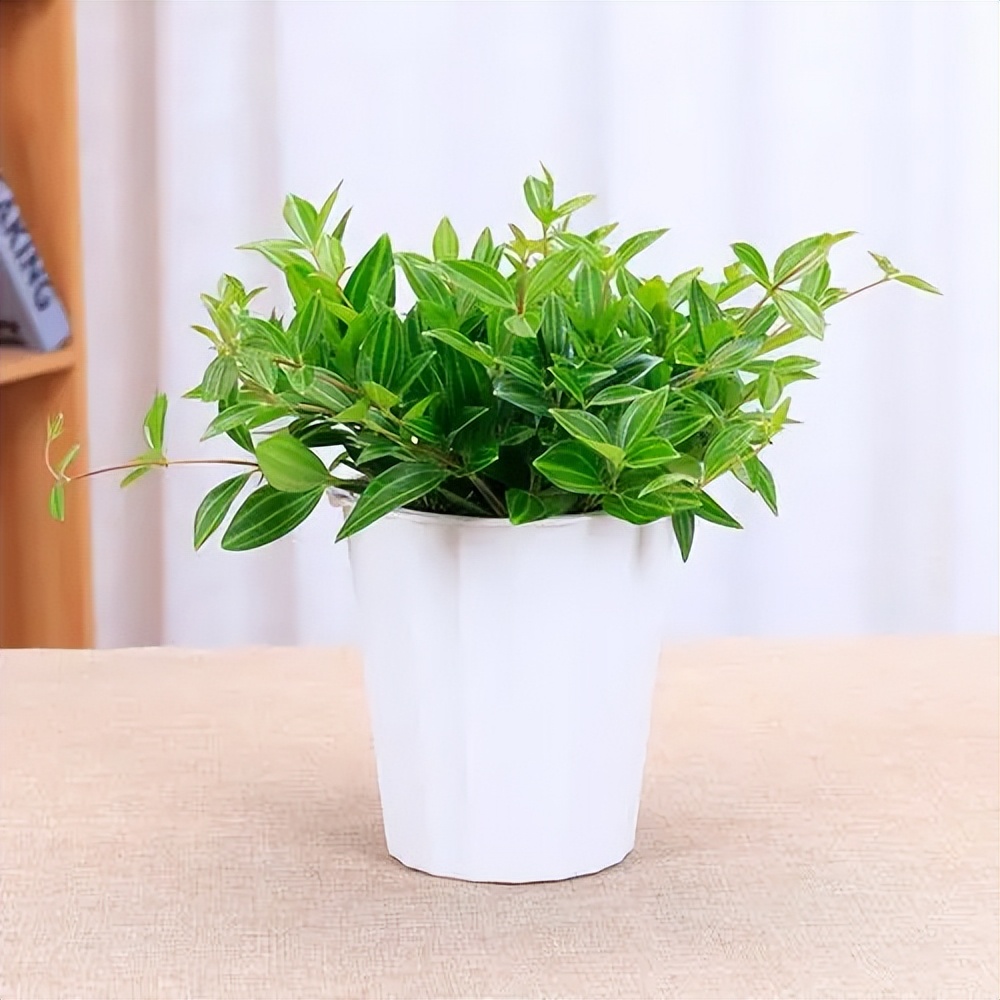 翡翠碧玉椒草,钻石翡翠白脉椒草的寓意