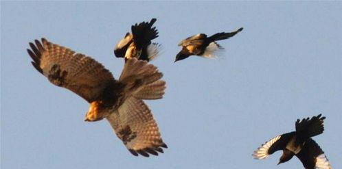 面包夹知识,面包夹心冷知识