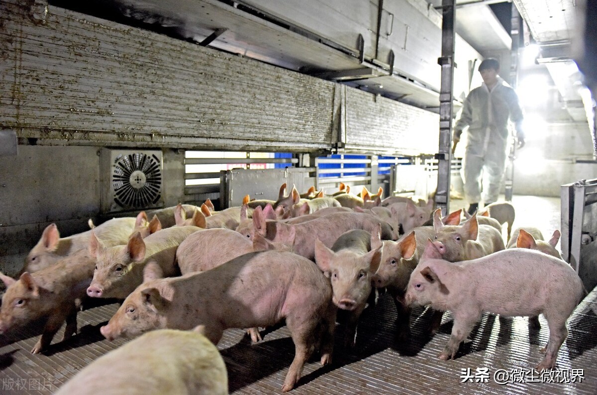 正邦科技盲目扩张会爆雷吗,正邦养猪的风险