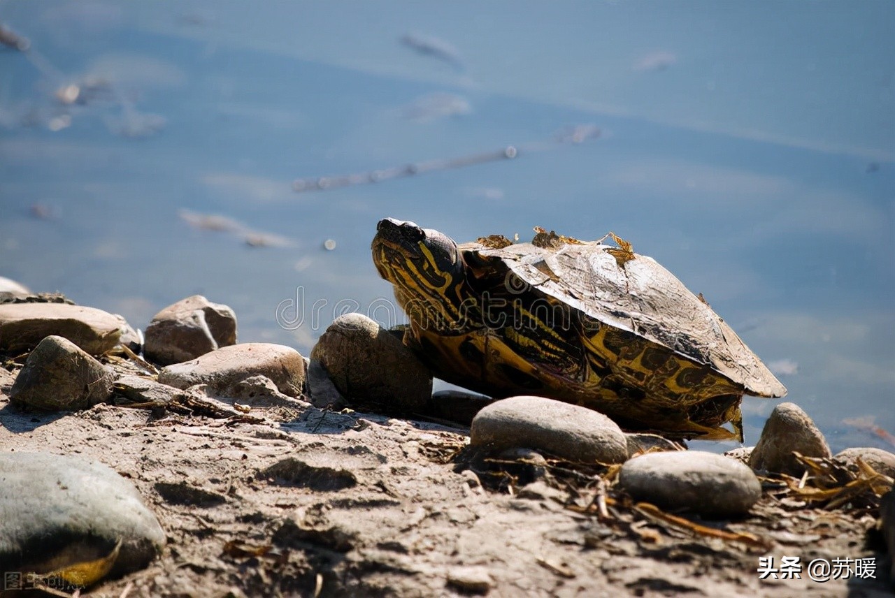加温的龟腐甲了怎么办,加温养龟为什么还会有透明水霉